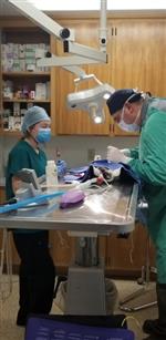 Assisting with Surgery 